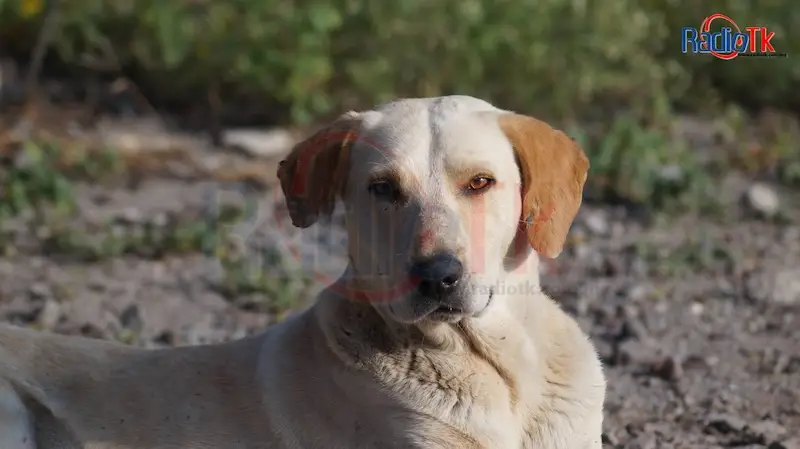 Solo 67 de los 217 municipios tienen acuerdo de Bienestar Animal en Puebla