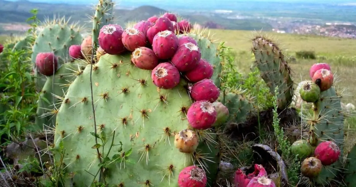 Inician el proceso para obtener la IG de la Tuna Roja cultivada en el municipio de Acatzingo