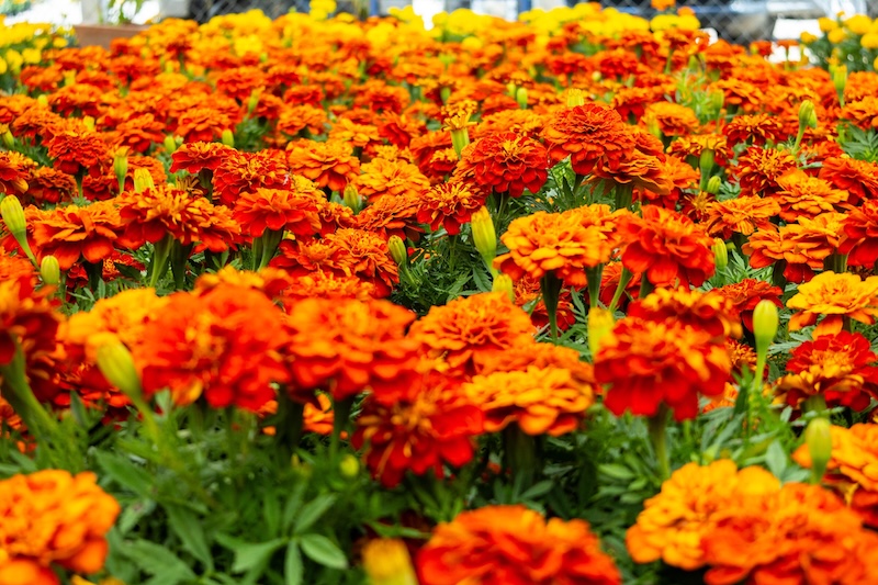 Palmar de Bravo entre los principales productores de flor de cempasúchil en Puebla