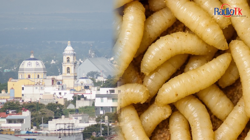 Tecamachalco, Palmar de Bravo, Coxcatlán entre los municipios que ya registraron casos del Gusano Barrenador
