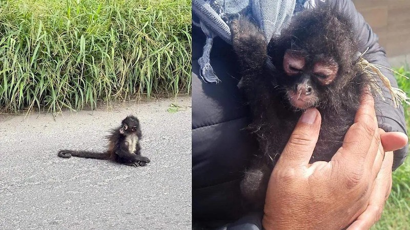 Mono Araña rescatado en Tecamachalco fue entregado a la PROFEPA