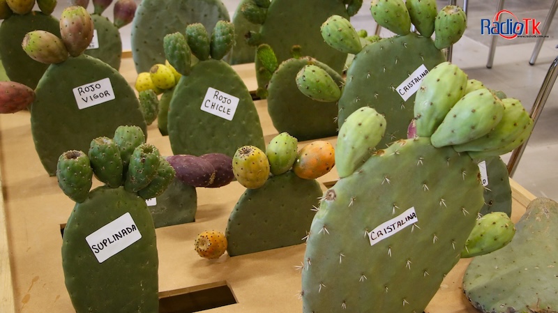 La Tuna Roja producida en el municipio de Acatzingo ya es un producto con identidad protegida
