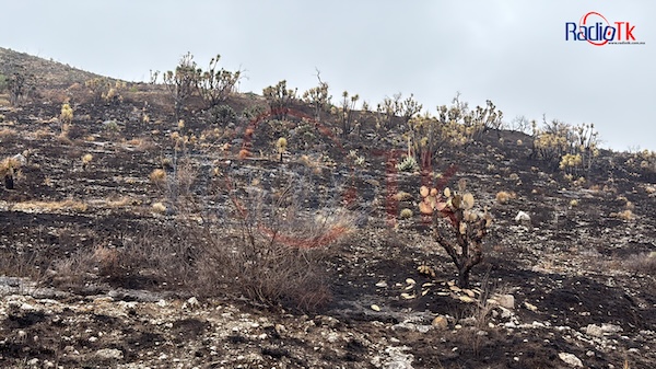 Los incendios forestales siguen afectando flora y fauna en Tecamachalco