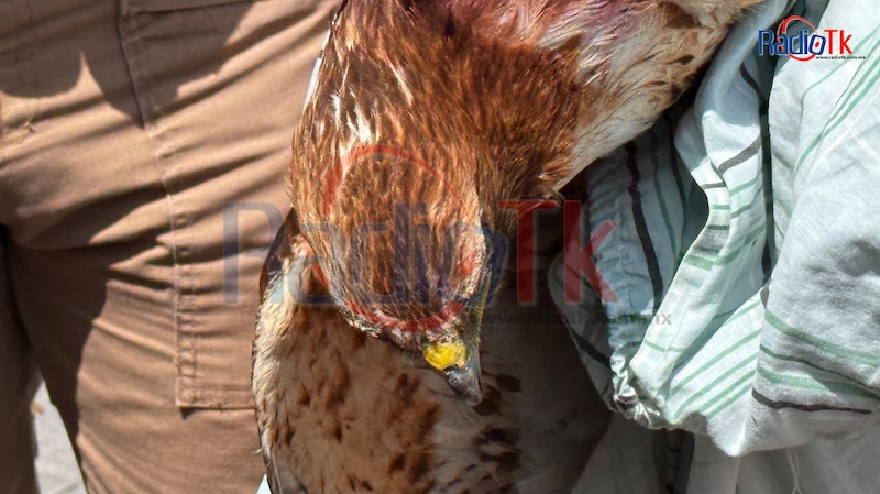 PROFEPA definirá el destino del Águila rescatada en Tecamachalco