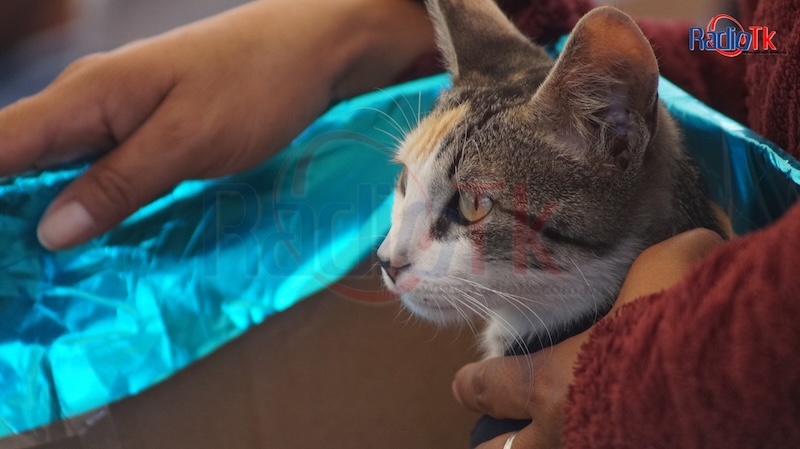 Se realiza jornada de Esterilización de mascotas en Alseseca